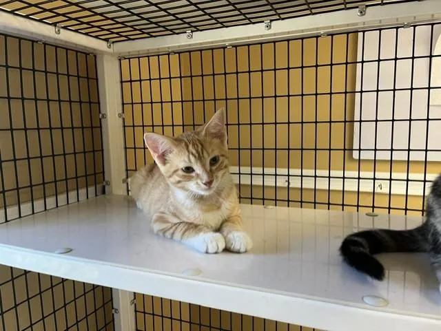 A young small-sized male Orange & White Domestic Short Hair cat named Habanero for adoption in Grosse Ile, MI