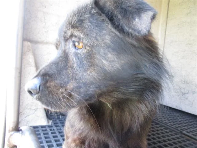 An adult medium-sized male Australian Shepherd dog named A for adoption in Oklahoma City, OK