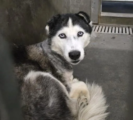 An adult large-sized female Husky dog named Natasha for adoption in Los Angeles, CA