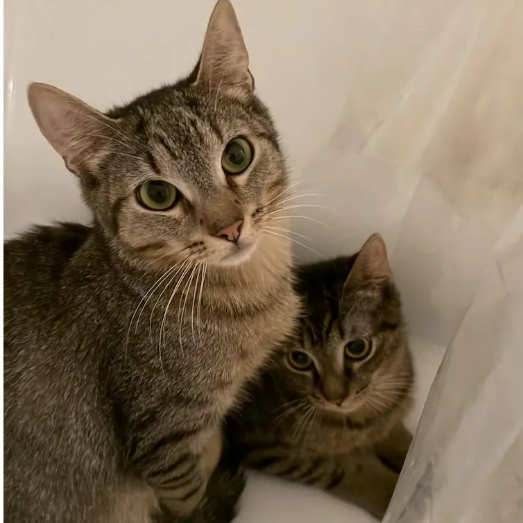 A young medium-sized male Domestic Short Hair cat named Banza & Rummo for adoption in Brooklyn, NY