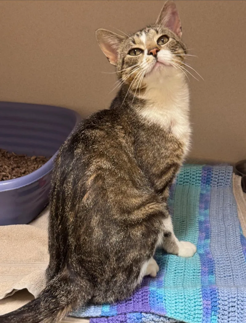 A young small-sized male Tabby (Buff / Tan / Fawn) Domestic Short Hair cat named Baron for adoption in Hackensack, MN