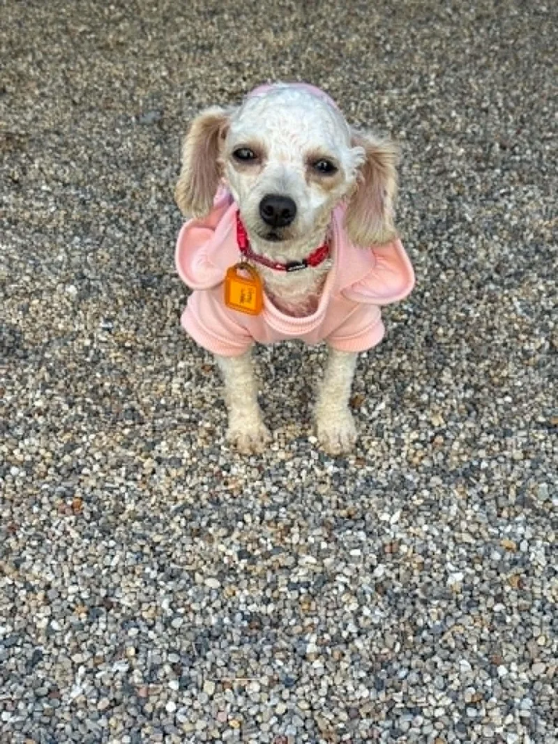An adult small-sized female Poodle dog named Betty White for adoption in Mukwonago, WI