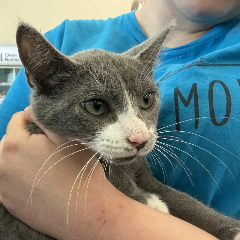 A baby medium-sized male Gray / Blue / Silver Domestic Short Hair cat named Danish for adoption in Fairborn, OH