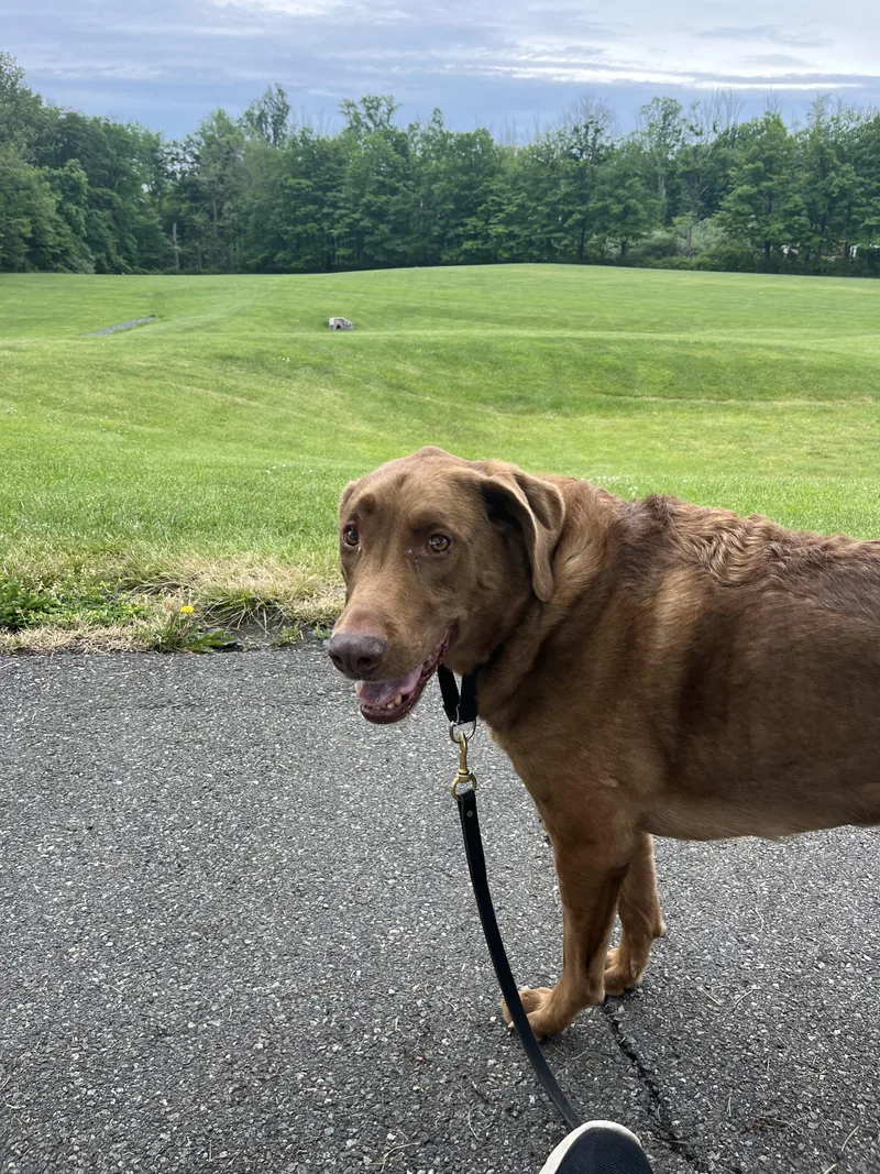 A senior large-sized male Chesapeake Bay Retriever dog named Bernie for adoption in Mendham, NJ