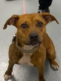 An adult large-sized female Mixed Breed dog named Rockette for adoption in Saint Cloud, FL