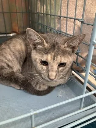A young small-sized female Domestic Short Hair cat named Blossom for adoption in Gainesville, FL
