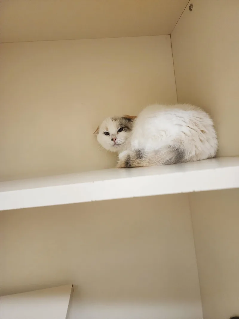 A young medium-sized female Domestic Short Hair cat named 25-373 for adoption in Ridgecrest, CA