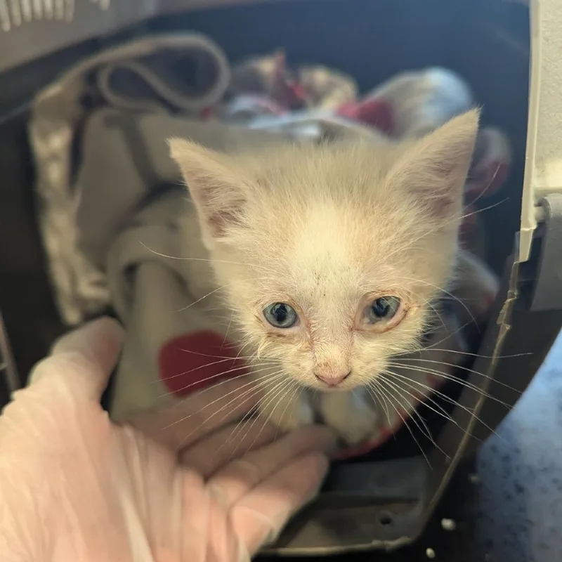 A baby small-sized male White Domestic Short Hair cat named Orpha for adoption in Lynchburg, VA