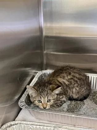 A baby small-sized female Domestic Short Hair cat named Swan for adoption in Independence, MO