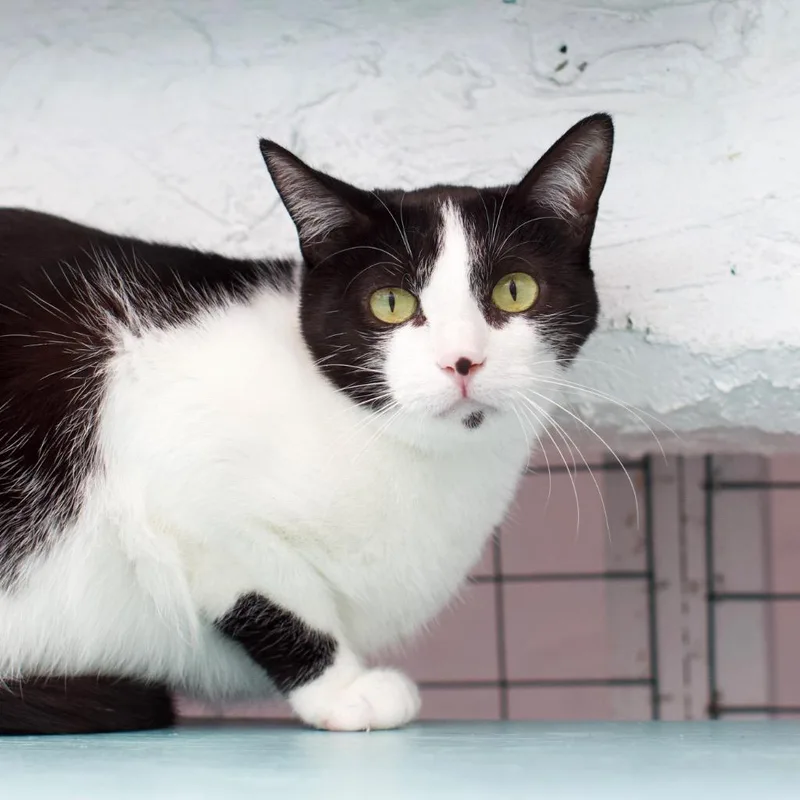 An adult small-sized female Domestic Short Hair cat named Clementine for adoption in Los Angeles, CA
