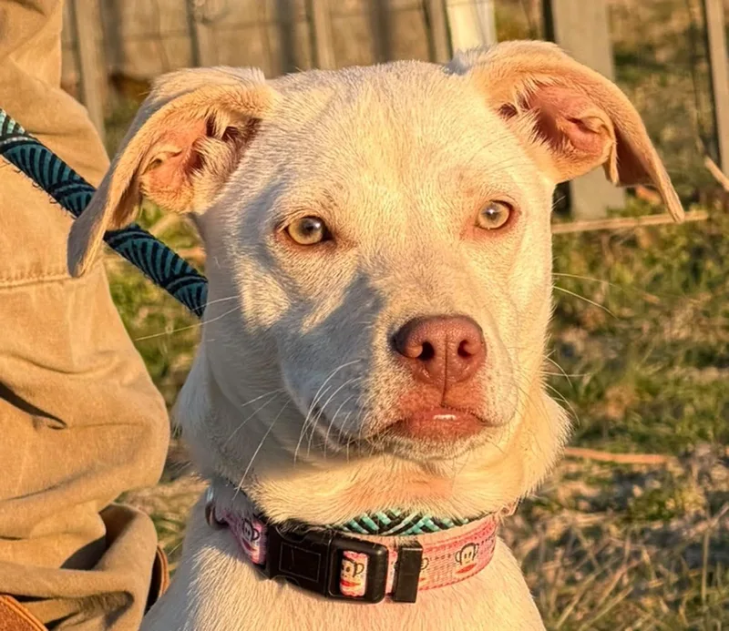 A young small-sized female Apricot / Beige Chihuahua dog named Khaki for adoption in Chesapeake City, MD