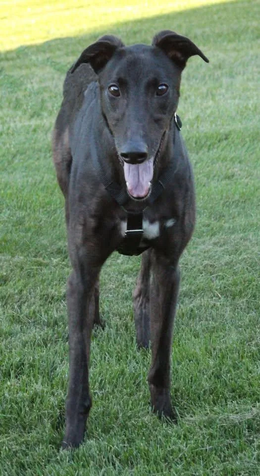 An adult large-sized male Greyhound dog named Mike for adoption in Goshen, IN