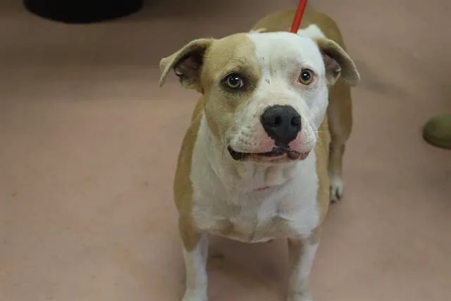 An adult large-sized female Mixed Breed dog named Benny for adoption in Columbia, SC