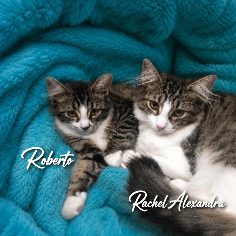 Roberto & Rachel Alexandra thumbnail 2