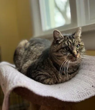 An adult medium-sized female Brown / Chocolate Tabby cat named Mariah for adoption in Rochester, NY