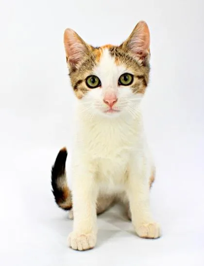 A baby small-sized female Domestic Short Hair cat named Taco for adoption in Morton Grove, IL