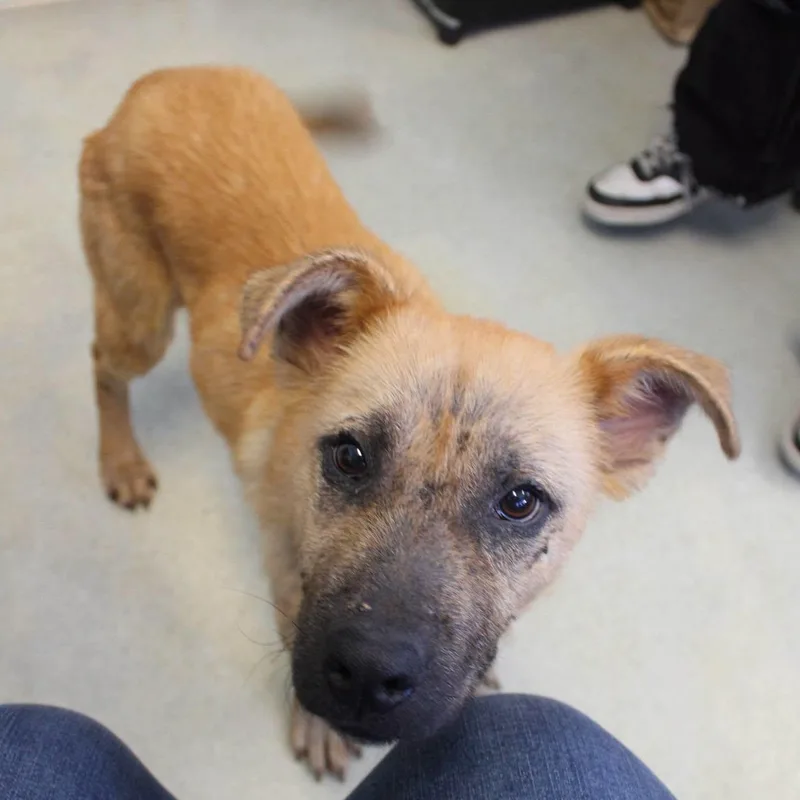 A young large-sized female Shepherd dog named Eddi for adoption in Weaverville, CA