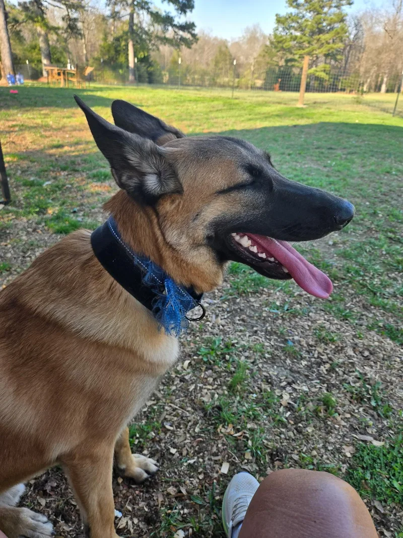 A young large-sized male German Shepherd Dog dog named Andretti for adoption in Rome, GA