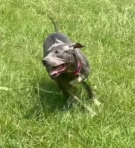An adult medium-sized female Gray / Blue / Silver Terrier dog named Gia for adoption in Cumberland, RI
