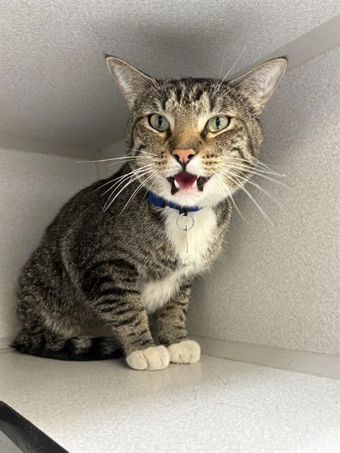 A young small-sized male Domestic Short Hair cat named Georgie for adoption in Aurora, CO