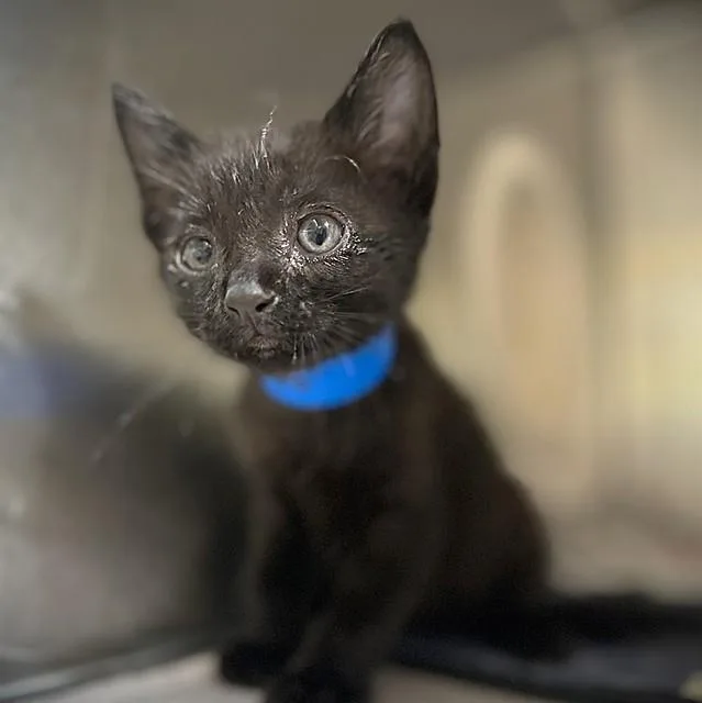 A baby small-sized female Domestic Short Hair cat named Catrick for adoption in Riverside, CA