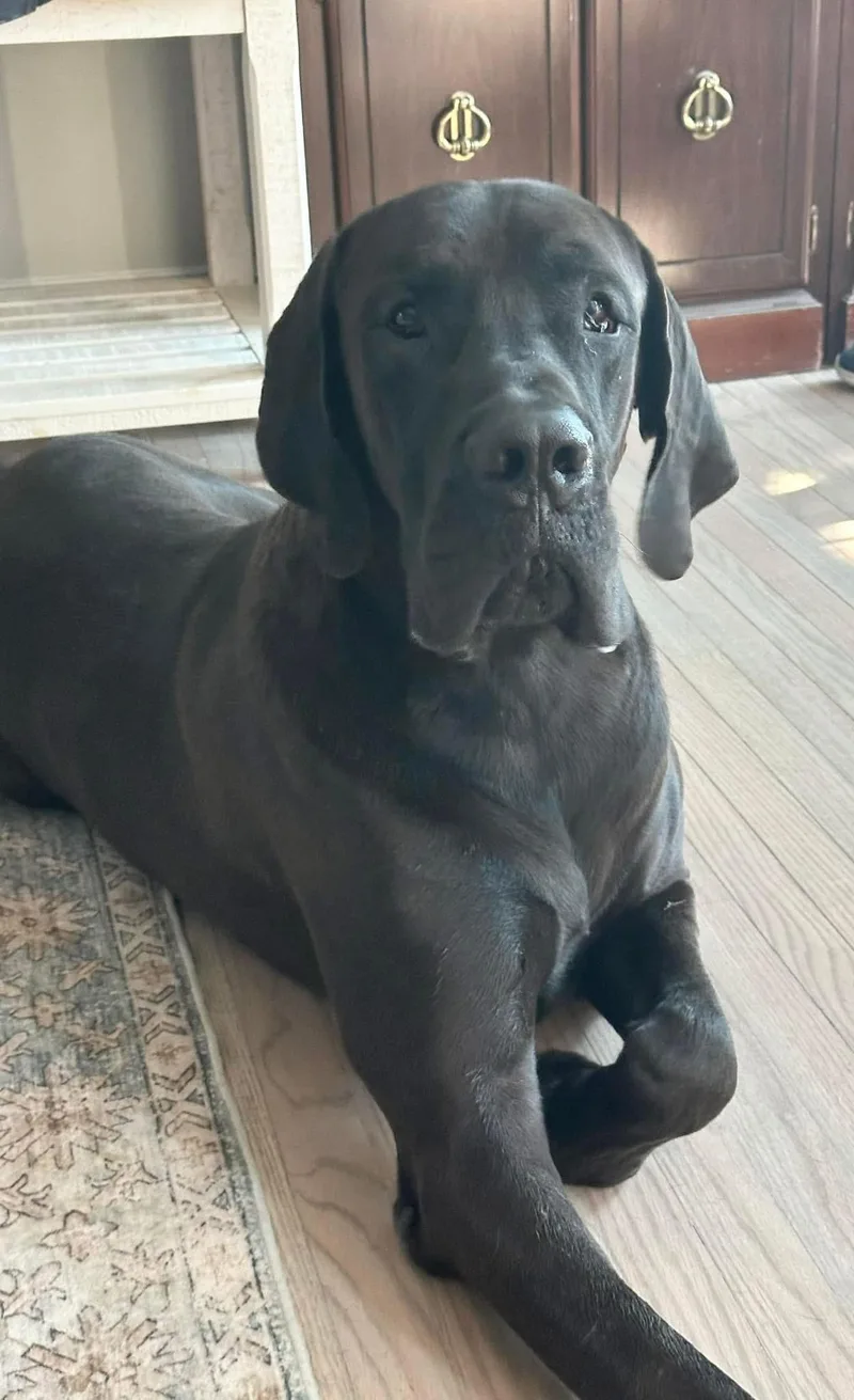 An adult extra large-sized male Great Dane dog named Capt. Jack Courtesy for adoption in Pine Beach, NJ