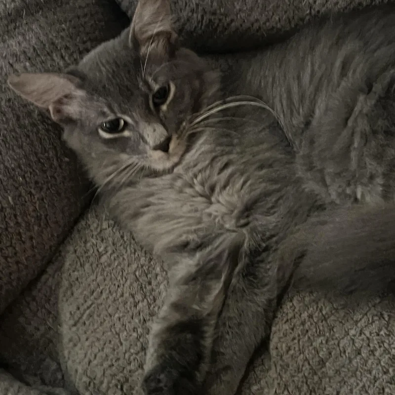 A baby medium-sized female Gray & White Domestic Medium Hair cat named Lady Gray for adoption in Houston, TX
