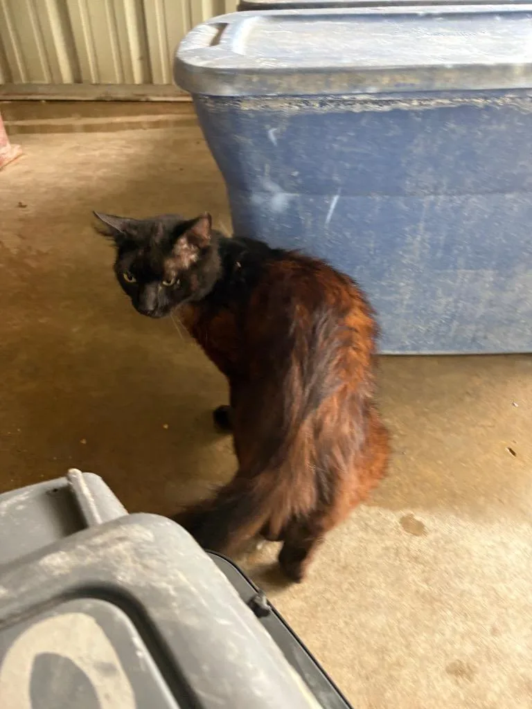 An adult medium-sized male Domestic Medium Hair cat named Mr. Frank for adoption in Ada, OK