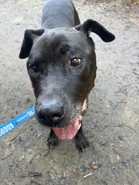 A senior large-sized male Pit Bull Terrier dog named Jovan for adoption in Oceanside, CA