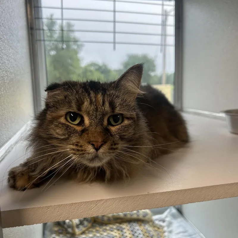 Miso