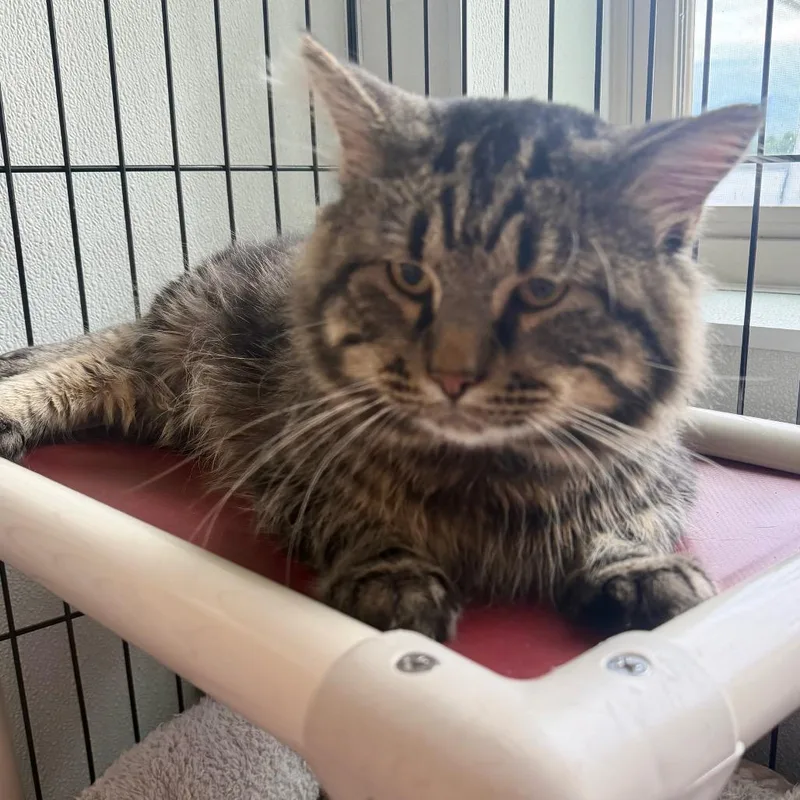 A baby large-sized male Brown / Chocolate Domestic Long Hair cat named Chuck for adoption in Canton, IL