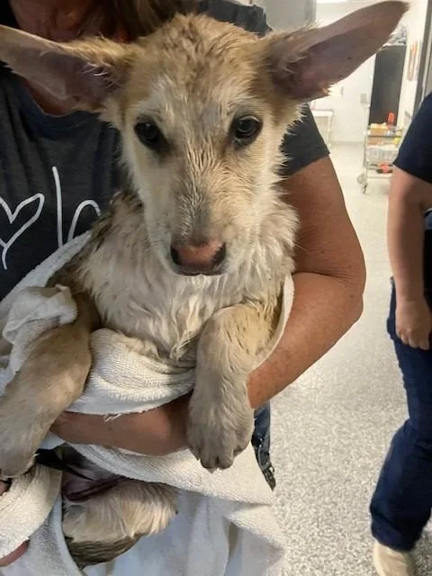 A baby medium-sized male German Shepherd Dog dog named Coyt for adoption in Mustang, OK