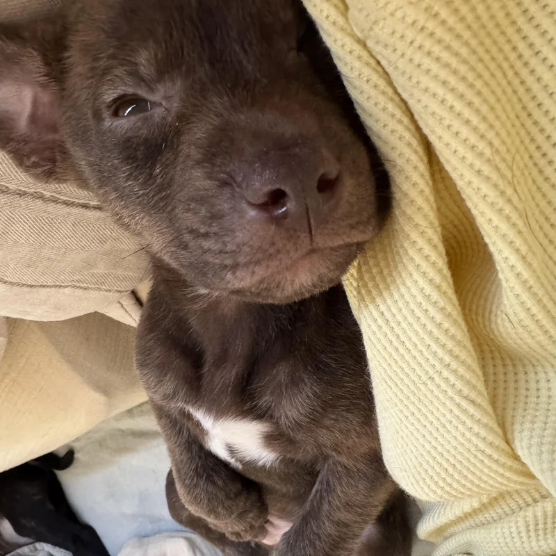 Hershey! thumbnail 3