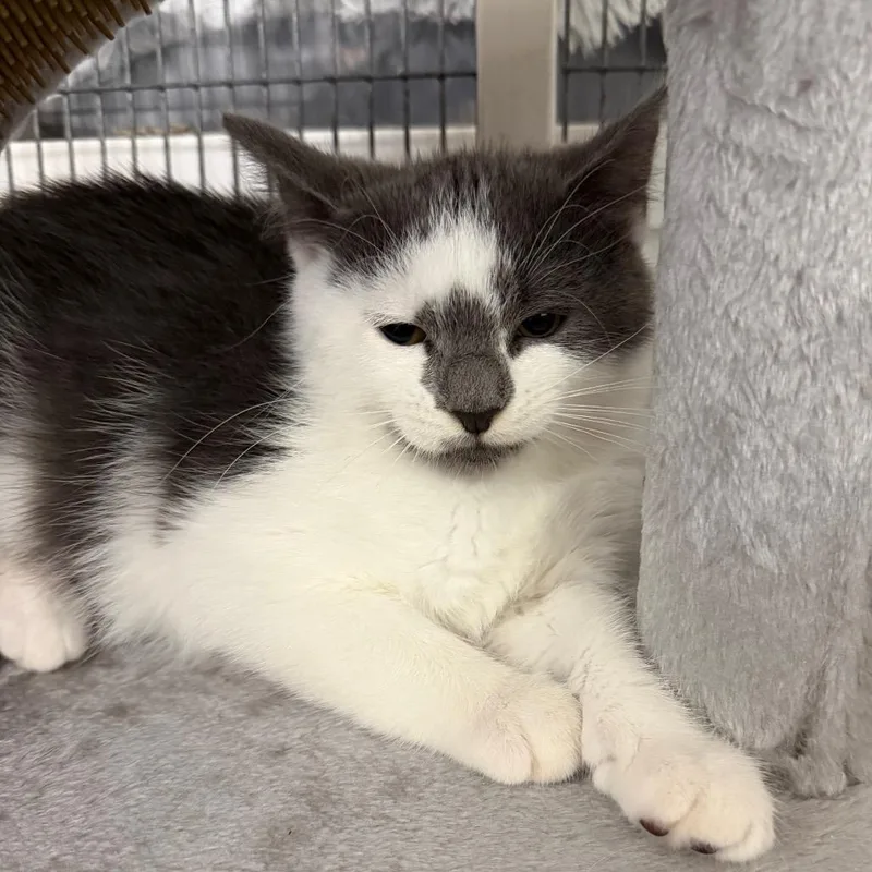 A baby small-sized female Gray / Blue / Silver Domestic Medium Hair cat named Lita for adoption in Hampton Bays, NY