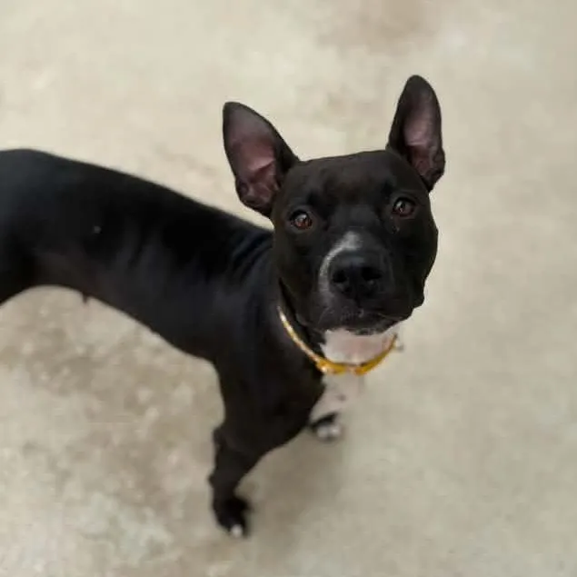 An adult medium-sized female Pit Bull Terrier dog named Champagne for adoption in Martinsville, IN