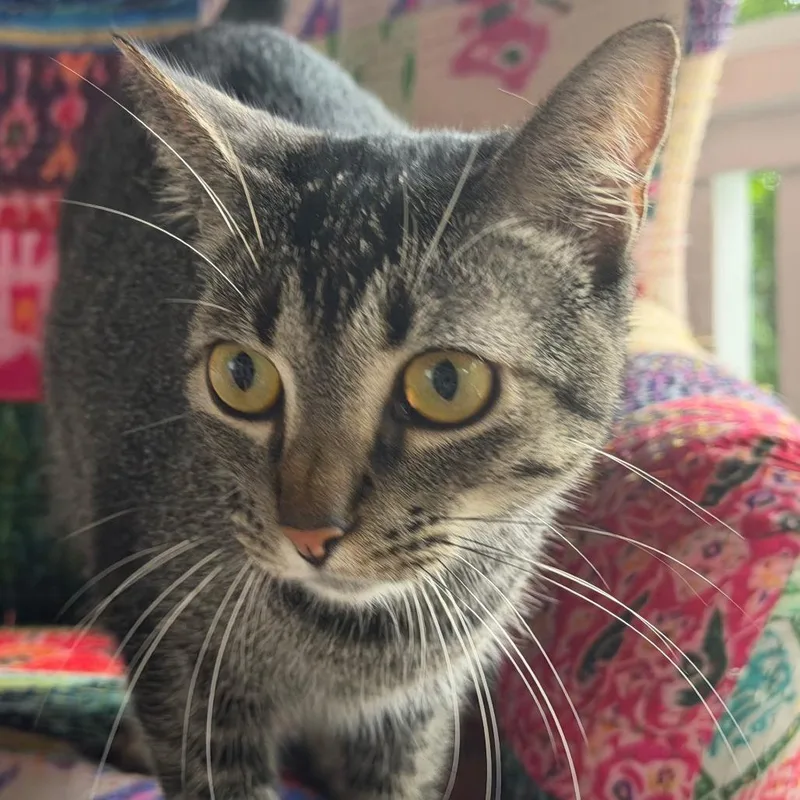 A young medium-sized male Brown / Chocolate Domestic Short Hair cat named Otter for adoption in San Diego, CA