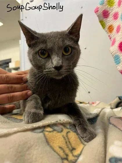 An adult small-sized female Domestic Short Hair cat named Soup Goop Shelly for adoption in Spruce Pine, NC