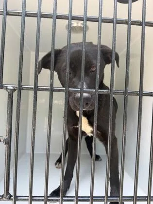 A young medium-sized female Labrador Retriever dog named Sunny for adoption in Atlanta, GA