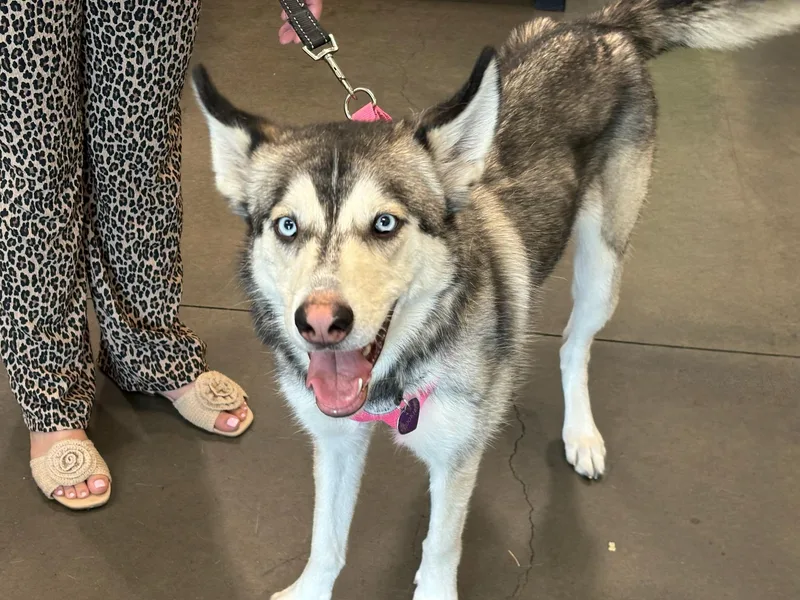 A young medium-sized female Siberian Husky dog named Cookie for adoption in Chatsworth, CA