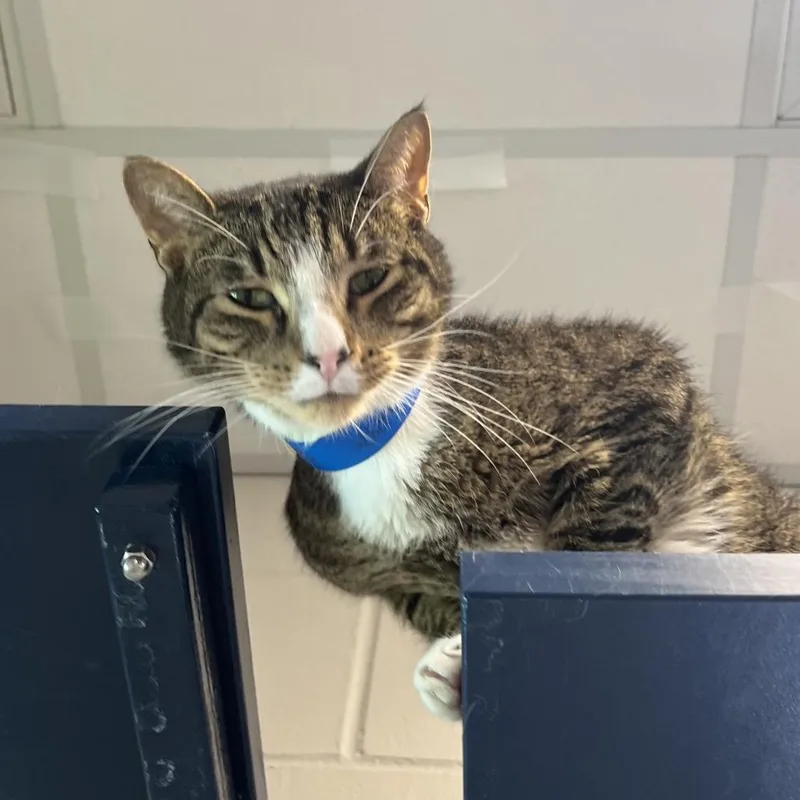 A senior medium-sized male Brown / Chocolate Domestic Short Hair cat named Caesar for adoption in Fairport, NY