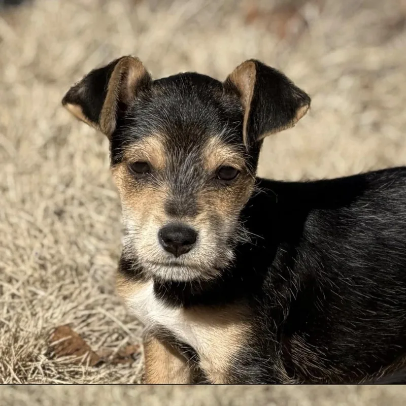A baby small-sized male Brown / Chocolate Wire Fox Terrier dog named Flynn for adoption in Abington, PA