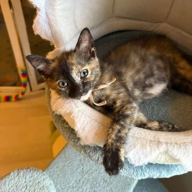 A baby small-sized female Tortoiseshell Domestic Short Hair cat named Ren for adoption in Lauderhill, FL