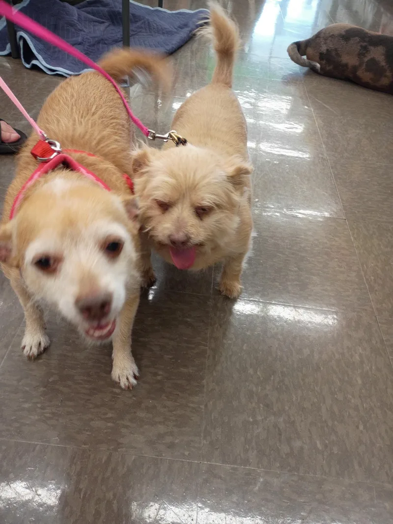 An adult small-sized female Yellow / Tan / Blond / Fawn Shih Tzu dog named Carmella And Violet for adoption in Lima, OH