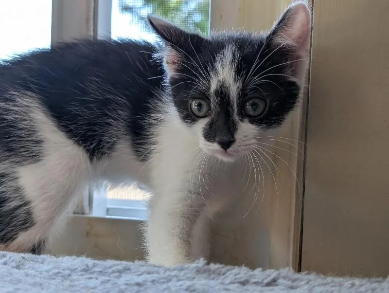 A young medium-sized female Black Domestic Short Hair cat named Nilla for adoption in Adrian, MI