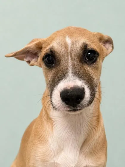 A young medium-sized female Mixed Breed dog named Ashley for adoption in Gulfport, MS