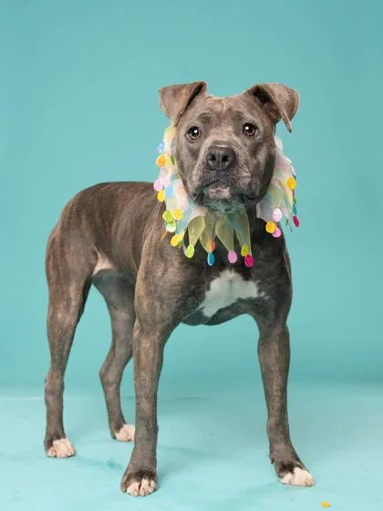 An adult medium-sized female Mixed Breed dog named Amber for adoption in Atlanta, GA