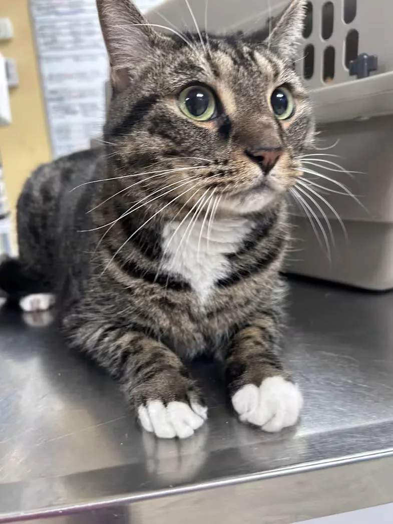 A senior large-sized male Tabby (Brown / Chocolate) Domestic Short Hair cat named Clozey for adoption in Greensboro, NC