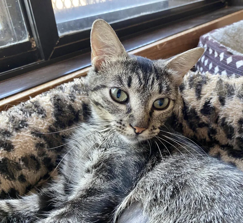 An adult medium-sized female Domestic Short Hair cat named Libby for adoption in Fargo, ND
