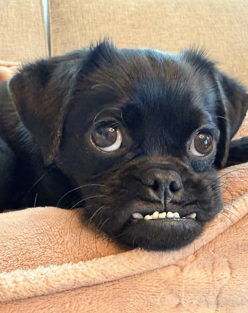 Pino