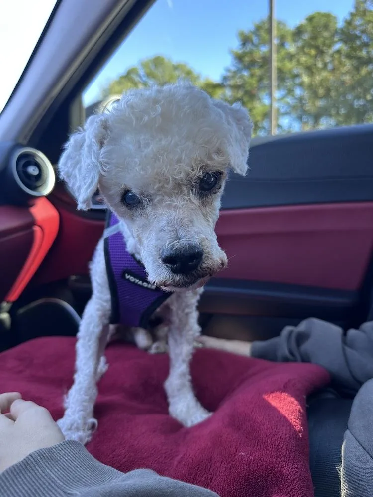 A senior small-sized male White / Cream Maltese dog named Otis for adoption in Mooresville, NC